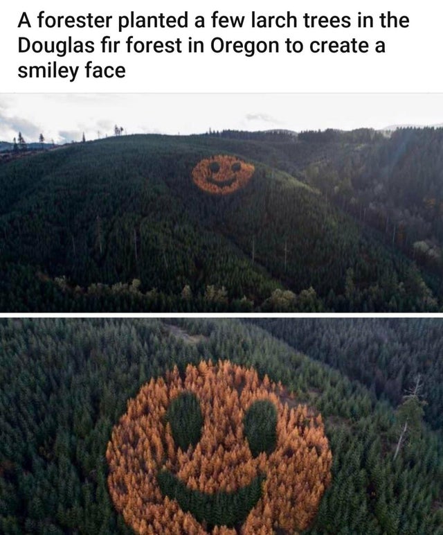 wholesome memes and pics - oregon forest - A forester planted a few larch trees in the Douglas fir forest in Oregon to create a smiley face