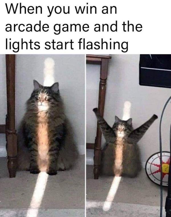 wholesome memes and pics - cat - When you win an arcade game and the lights start flashing