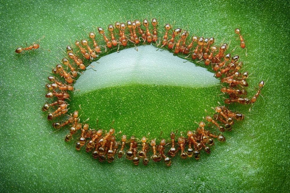 fascinating photos - ant discipline -