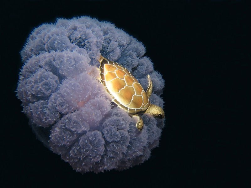 fascinating photos - turtle riding jellyfish