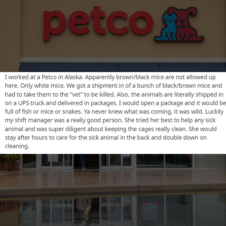 people exposing company secrest - window - petco I worked at a Petco in Alaska. Apparently brownblack mice are not allowed up here. Only white mice. We got a shipment in of a bunch of blackbrown mice and had to take them to the "vet" to be killed. Also, t