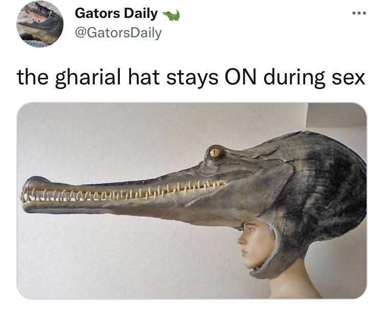 funny memes and randoms - fauna - Gators Daily the gharial hat stays On during sex Odd Nords
