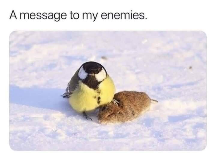 funny memes and randoms - great tit eat brain - A message to my enemies.