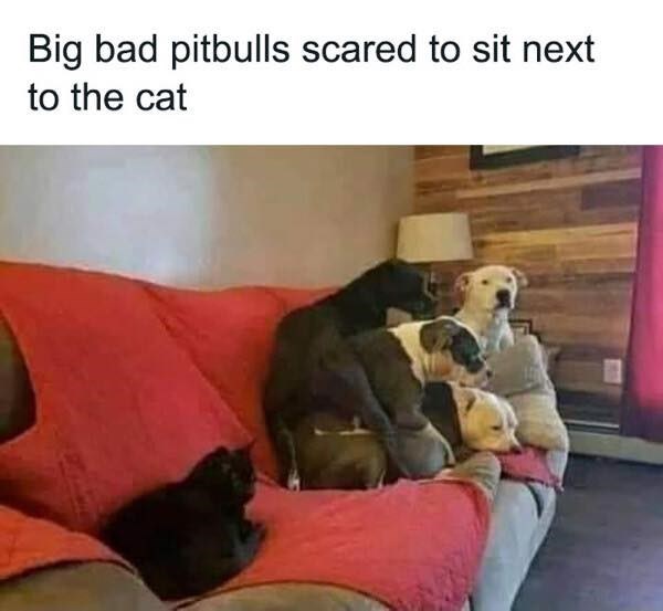 funny memes and randoms - dog - Big bad pitbulls scared to sit next to the cat