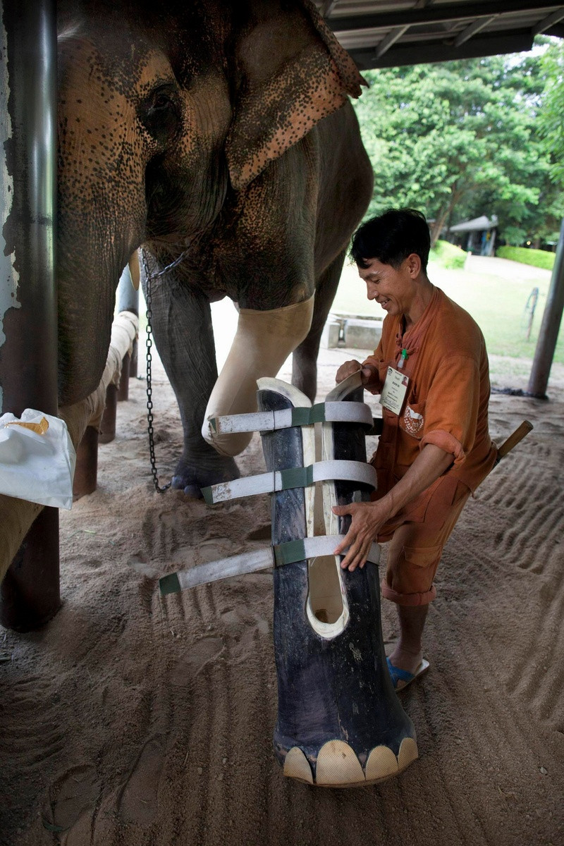 Elephant amputee who had an accident receives a much needed prosthetic leg.