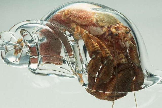 fascinating photos from our wold - glass hermit crab shell meme