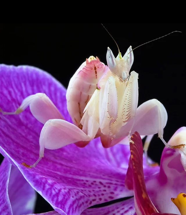 fascinating photos from our wold - hymenopus coronatus