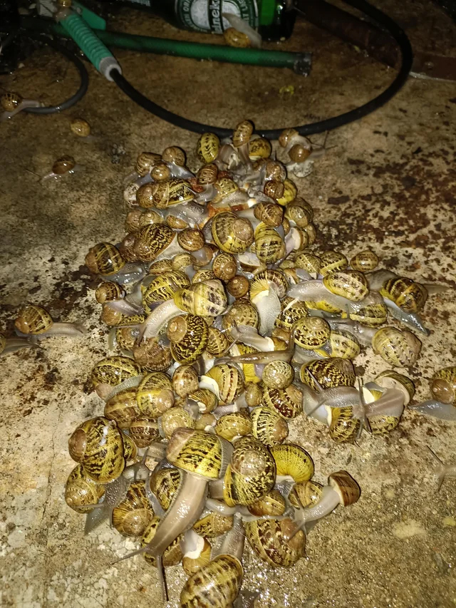 Snail party on the back porch.
