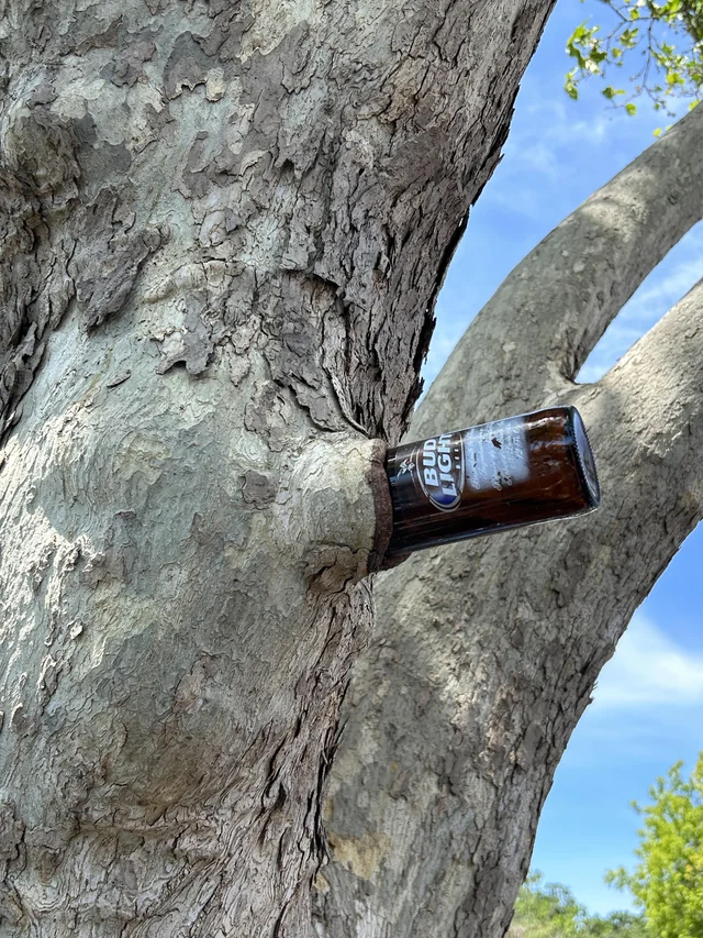 Thirsty tree enjoying a bud light.