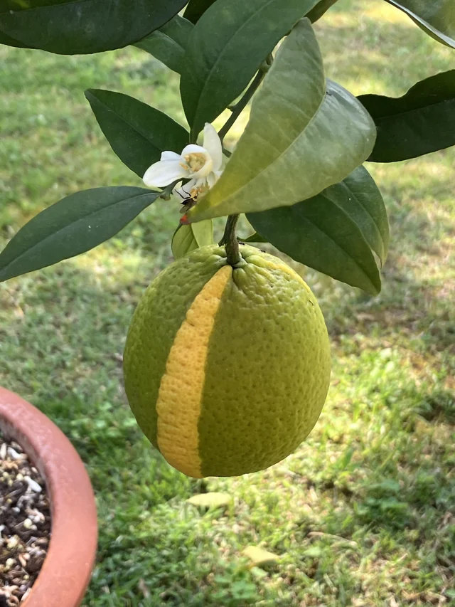 This lemon looks more like a lime with a slice of lemon.