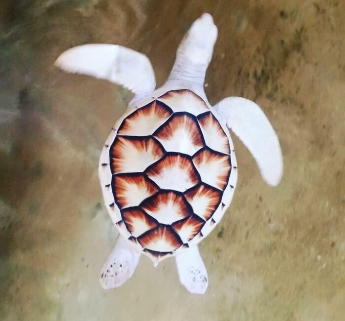 An albino Sea Turtle.