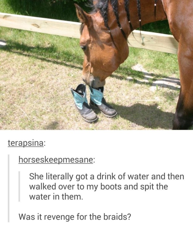 hilarious karma - terapsina horseskeepmesane She literally got a drink of water and then walked over to my boots and spit the water in them. Was it revenge for the braids?