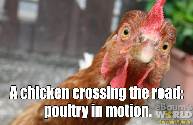dad jokes - warren chicken - A chicken crossing the road poultry in motion. Wrld Broseph Mchrah