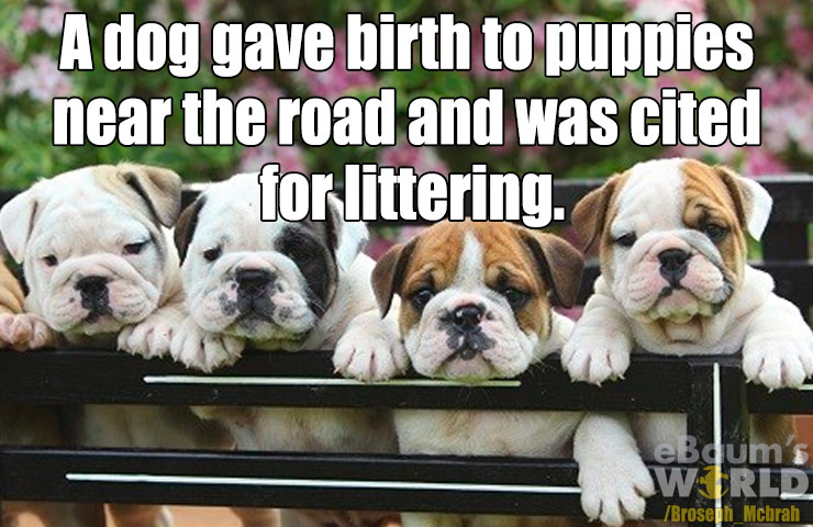 dad jokes - toy bulldog - A dog gave birth to puppies near the road and was cited for littering. eBdum's Wirld Broseph Mcbrah