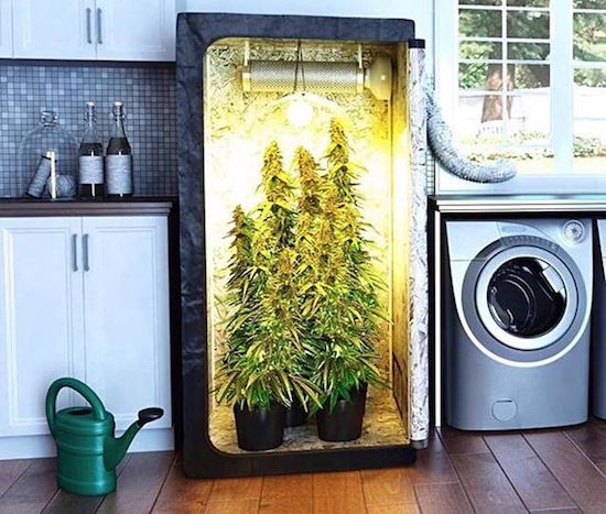 grow box marijuana