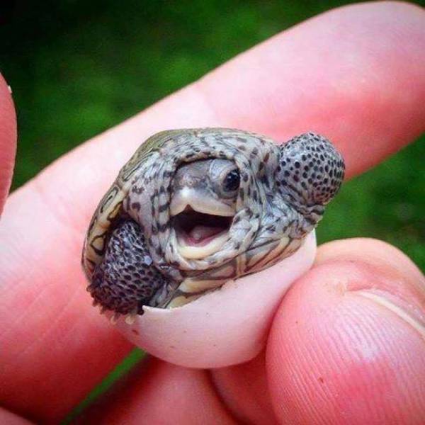 cute turtles hatching