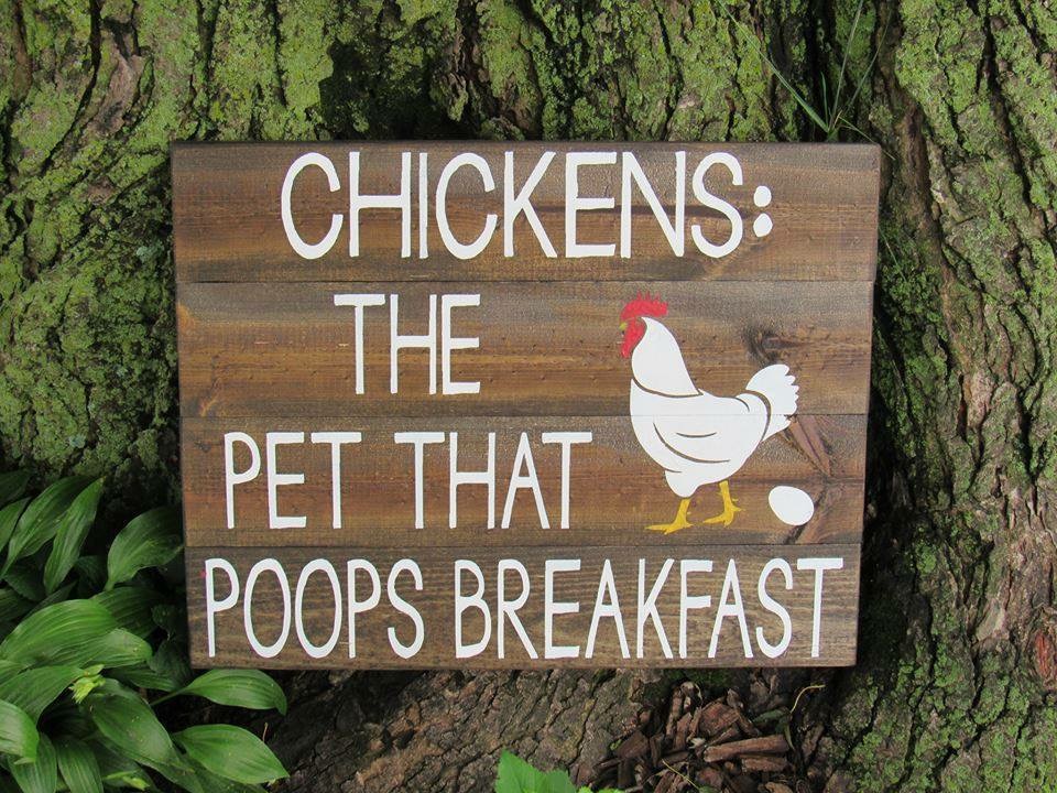 chickens the pet that poops breakfast - Chickens The Pet That Poops Breakfast