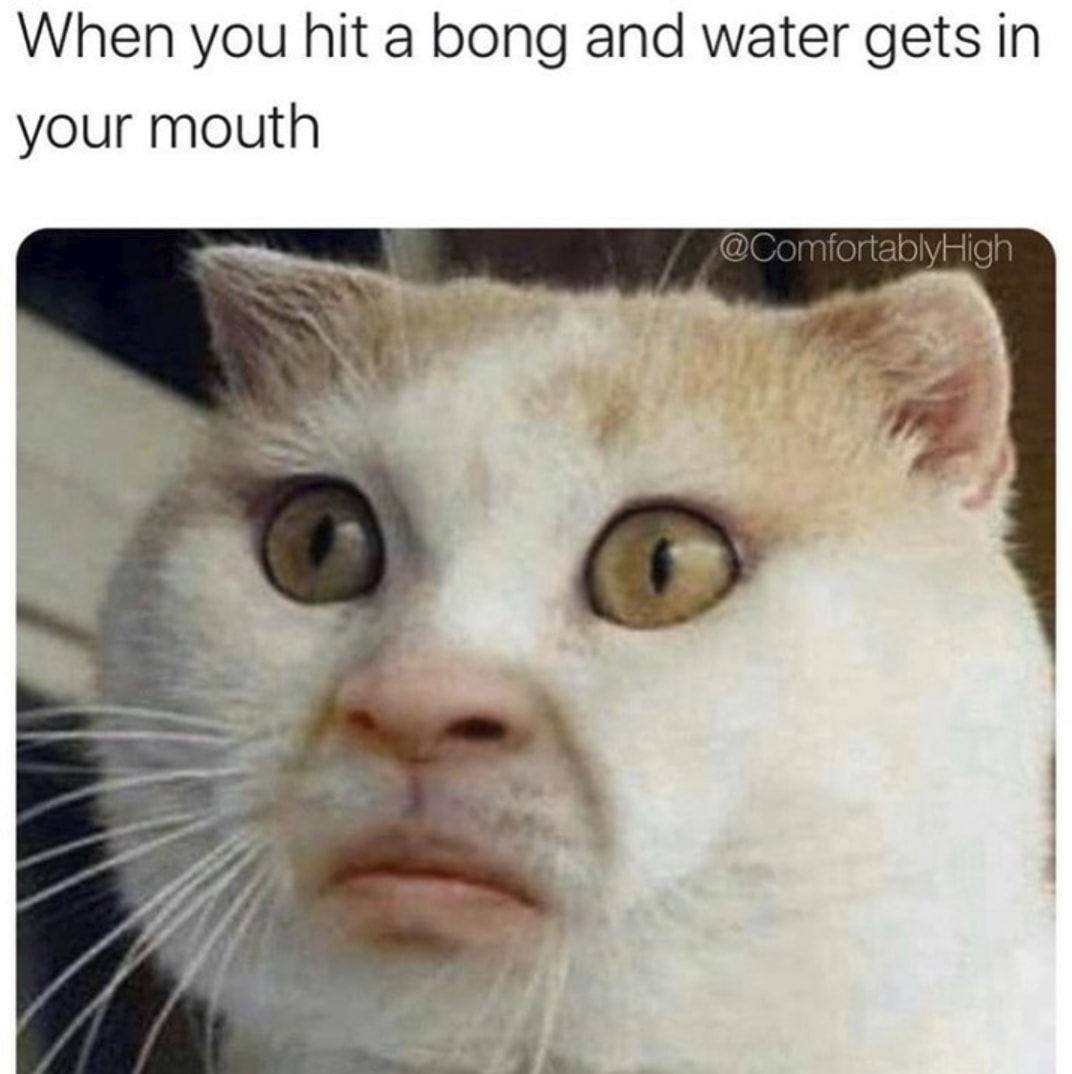 420 weed memes and pics - cat with human face - When you hit a bong and water gets in your mouth