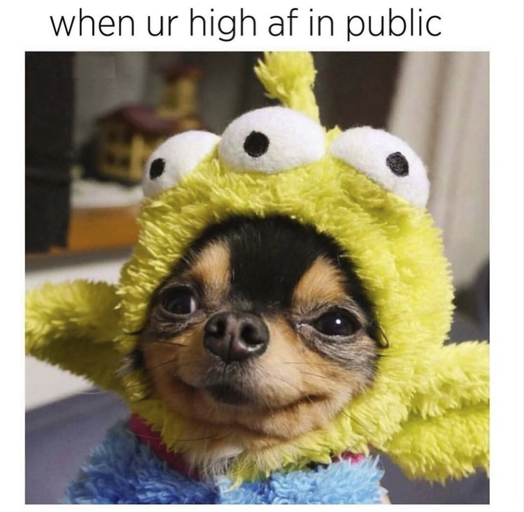 420 weed memes and pics - dog - when ur high af in public