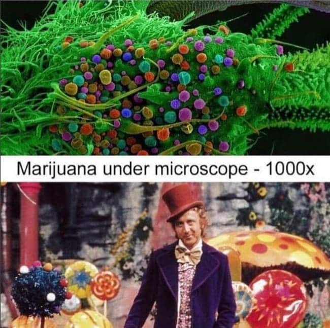 420 weed memes and pics - willy wonka and the chocolate factory stills - ca Marijuana under microscope 1000x