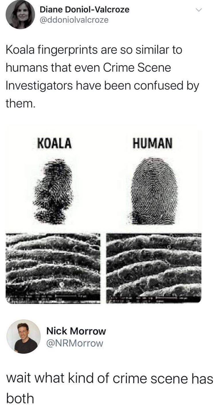 daily dose of awesome - koala fingerprints crime scene - Diane DoniolValcroze Koala fingerprints are so similar to humans that even Crime Scene Investigators have been confused by them. Koala Nick Morrow Human wait what kind of crime scene has both