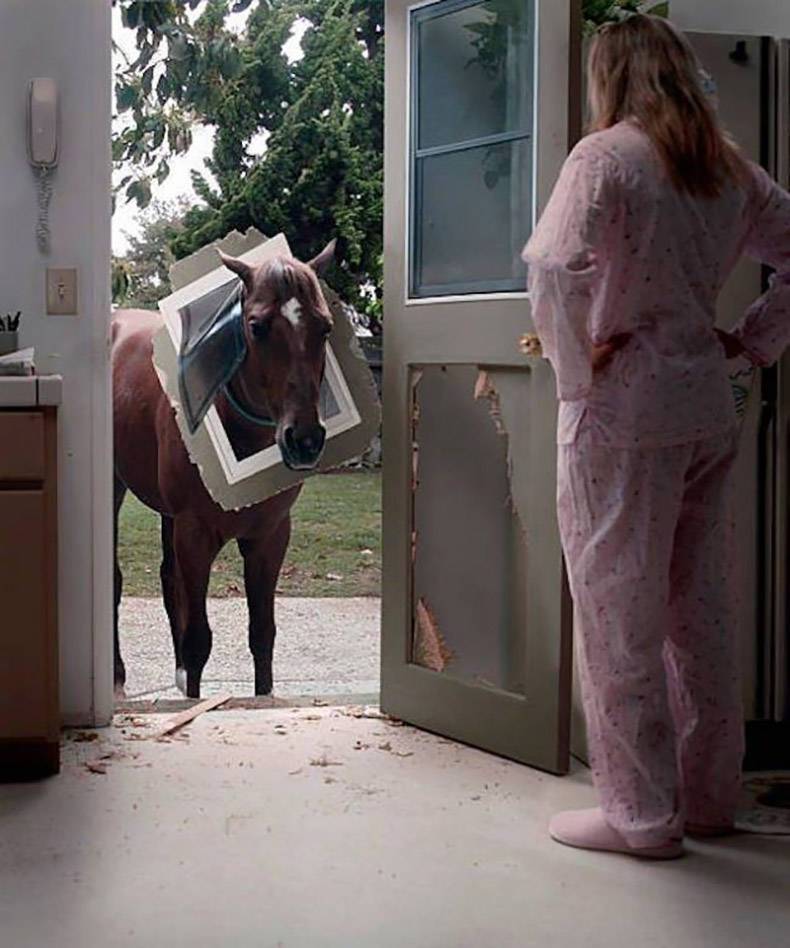 daily dose of awesome - horse pet funny - 2 As
