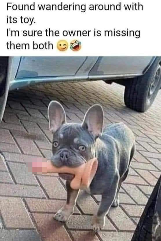 spicy sex memes with lowbrow humor - dog - Found wandering around with its toy. I'm sure the owner is missing them both The