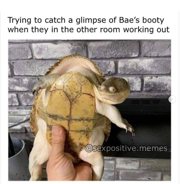 spicy sex memes - tortoise - Trying to catch a glimpse of Bae's booty when they in the other room working out .memes