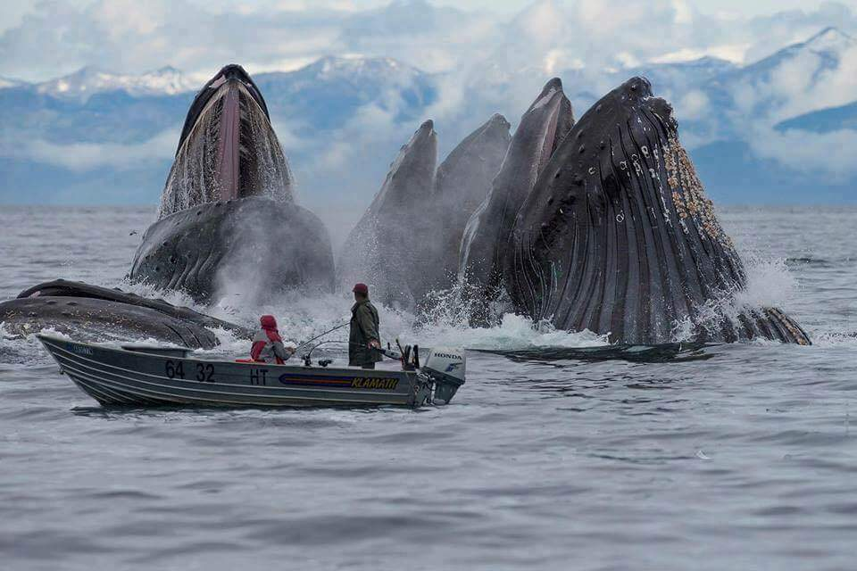 cool random pics - humpback whales feeding in alaska - 64 32 Aeaadary Heinua
