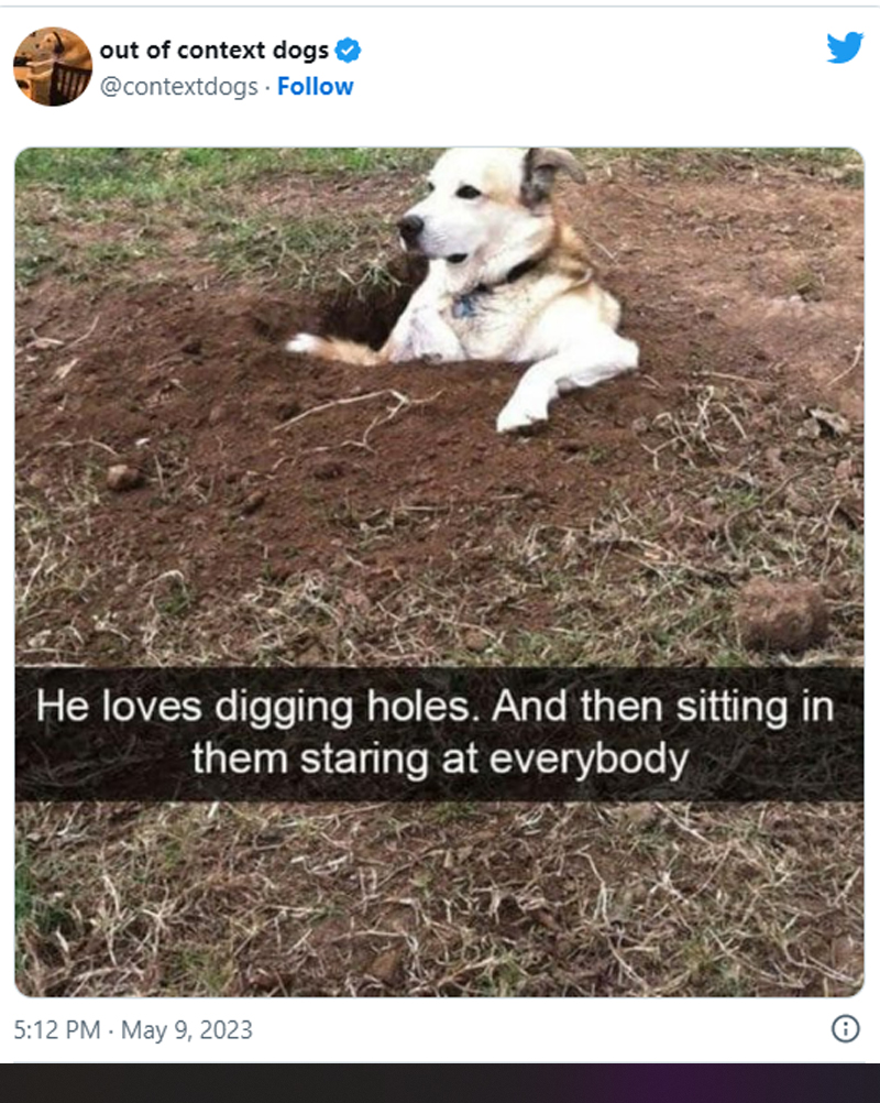 sos kinderdorpen - out of context dogs He loves digging holes. And then sitting in them staring at everybody