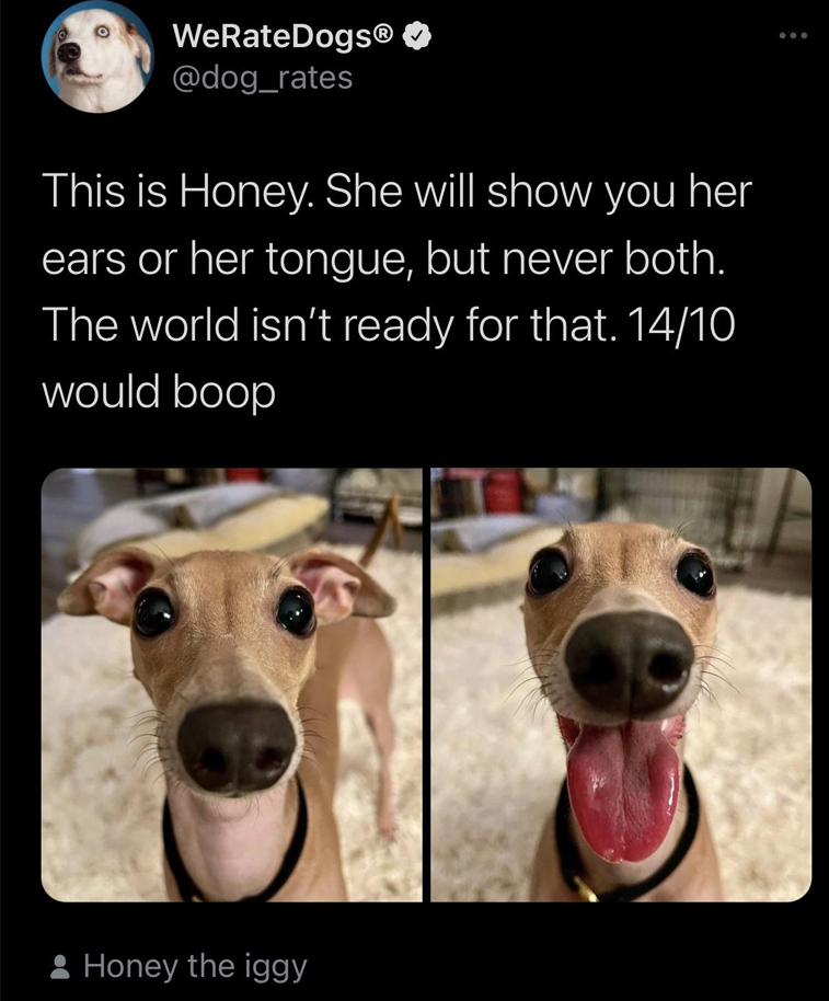 photo caption - WeRateDogs This is Honey. She will show you her ears or her tongue, but never both. The world isn't ready for that. 1410 would boop Honey the iggy