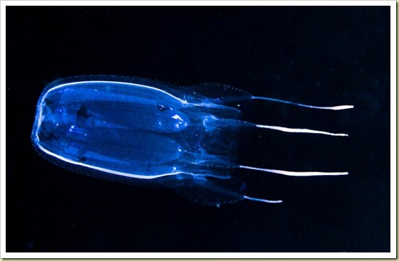 1. Box Jellyfish