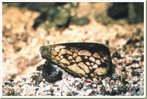 3. Marbled Cone Snail