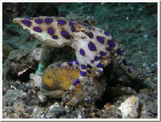 4. Blue-Ringed Octopus