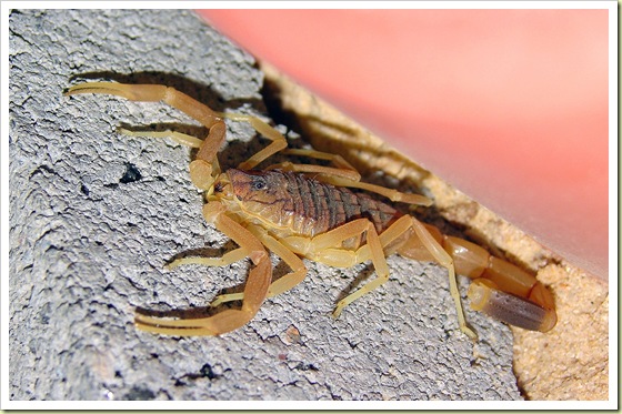 5. Death Stalker Scorpion
