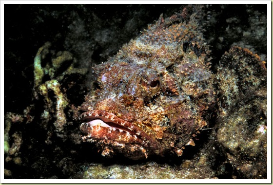 6. Stonefish