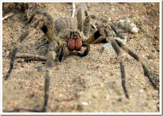 7. The Brazilian wandering spider