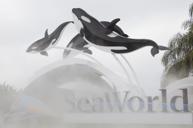 Killer Whale Kills SeaWorld Trainer