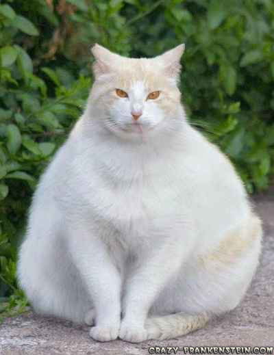 Really fat cat