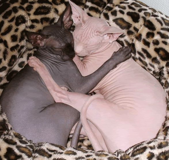 Hairless Pussies