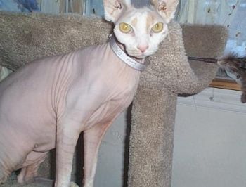 Hairless Pussies