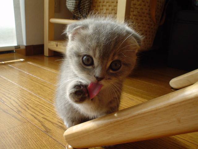 This is a very cute Kitten. I thought I had to show you! Hope you like it guys.Pictures.
Strawberrypoptat :