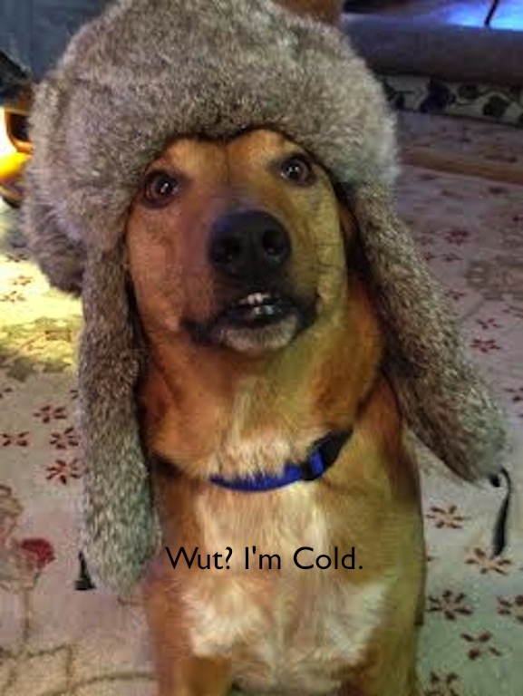this dog is cold.