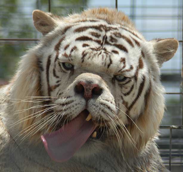 this isnt photoshopped this is a real white tiger...unfortunatly
so ugly hes cute