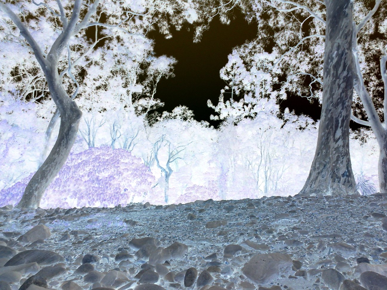 Nature in the Negative