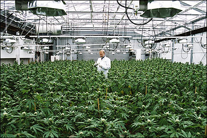 Weed Green Houses Around the World