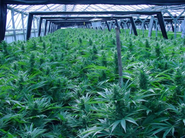 Weed Green Houses Around the World