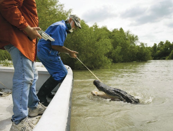 Alligator Hunts