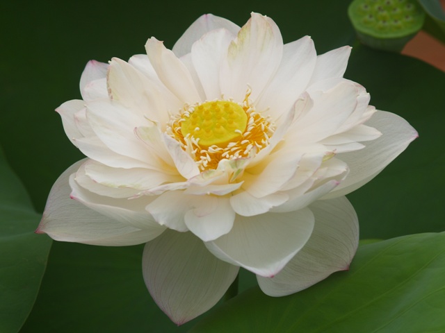 My Lotus at June