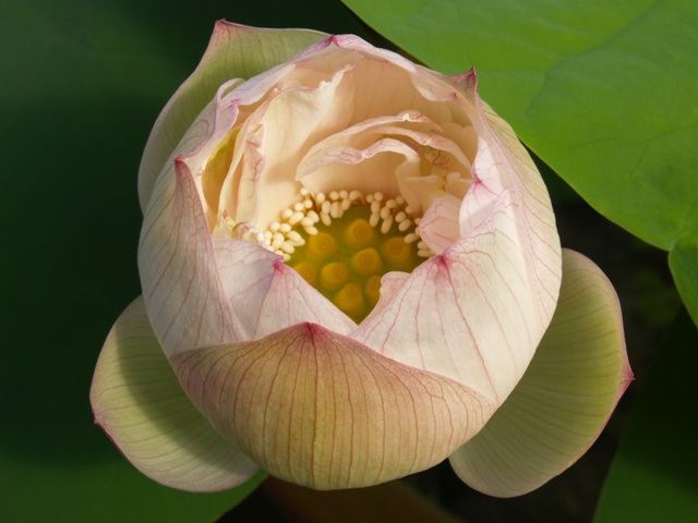 My Lotus at June